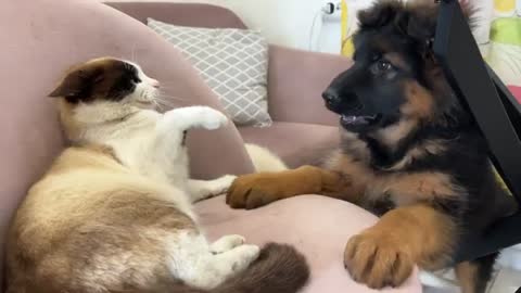 German Shepherd Puppy Demands Attention from Lazy Cat