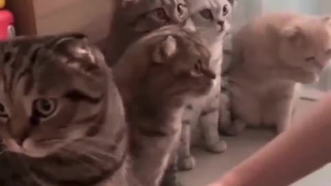 Cats Shaking Hands