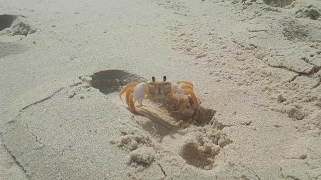 Crab in beach Itacoatiara Rio Janeiro, Brasil