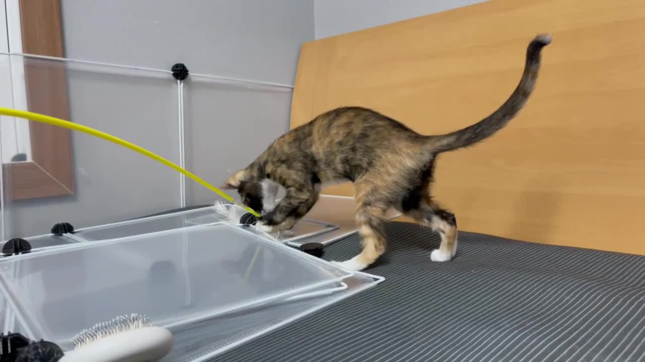 A cute kitten playing hunting.