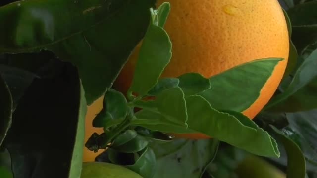 Navel Oranges. Orange tree and Slices