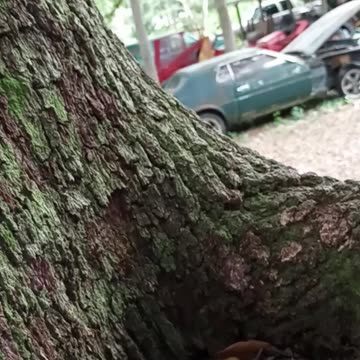 Releasing the Salamander