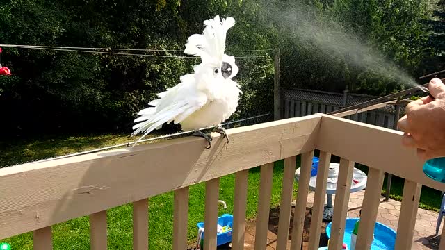 A parrot shower