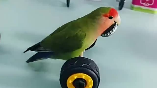 Amazing and cute little bird