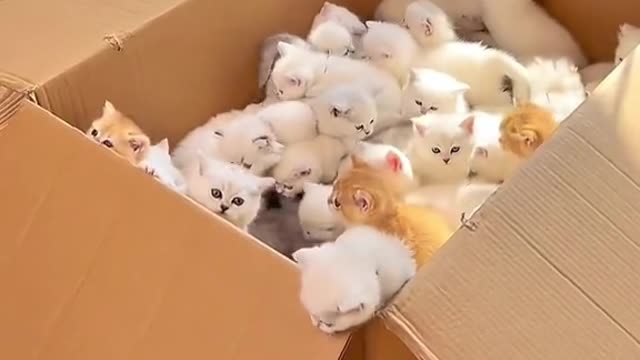 A box of kittens