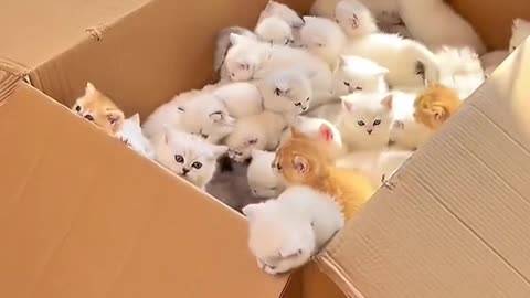 A box of kittens