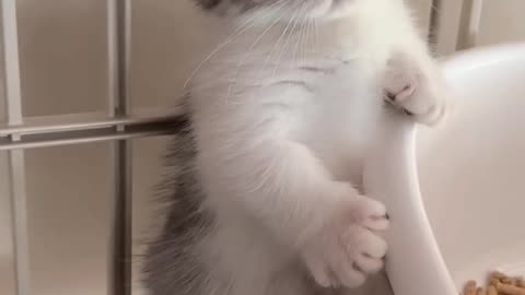 Funny cats video