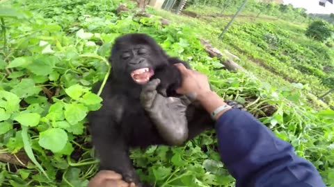 Funny cute animal