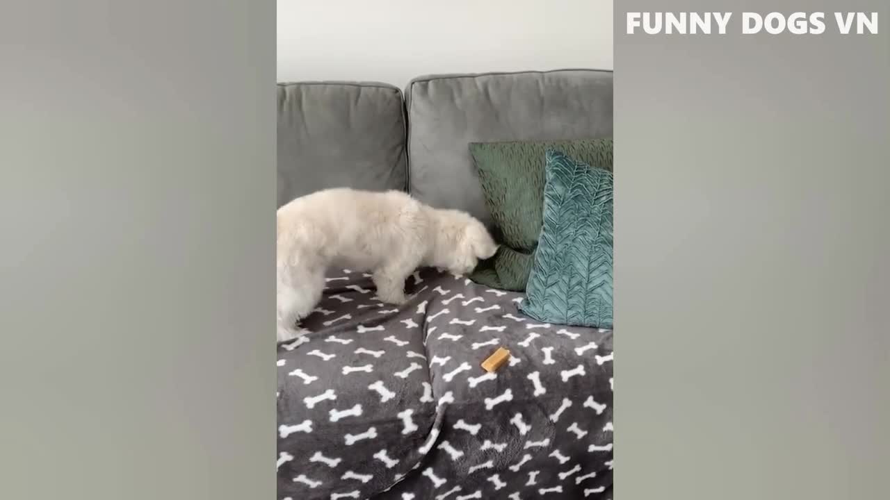 Funniest Animals Video - Funny Dogs And Cats - Try Not To Laugh Animals 2022