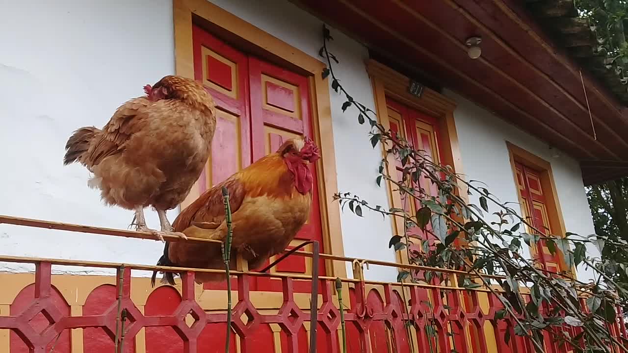 Una gallina y un gallo