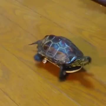 Skateboarding Turtle is back 😂🤣