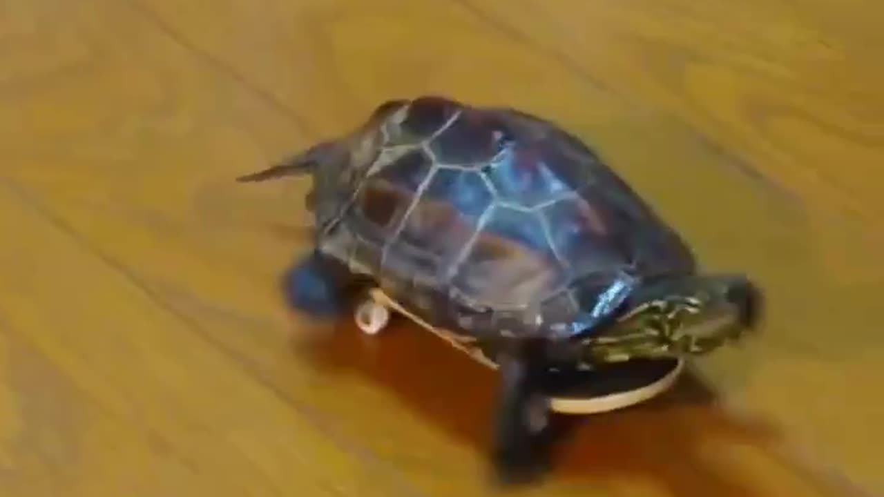 Skateboarding Turtle is back 😂🤣