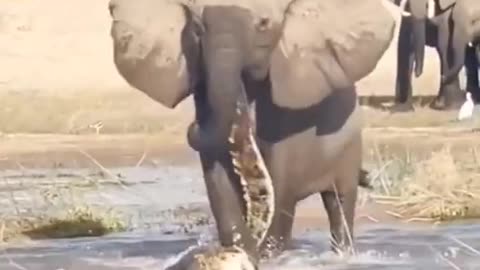 Brave Elephant 🐘