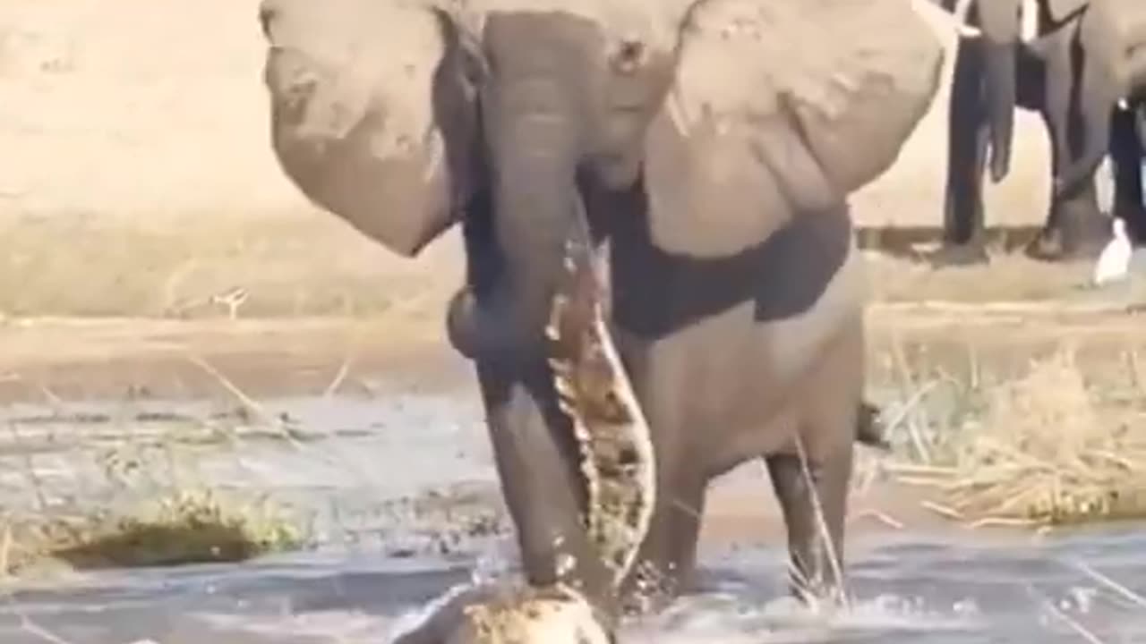 Brave Elephant 🐘