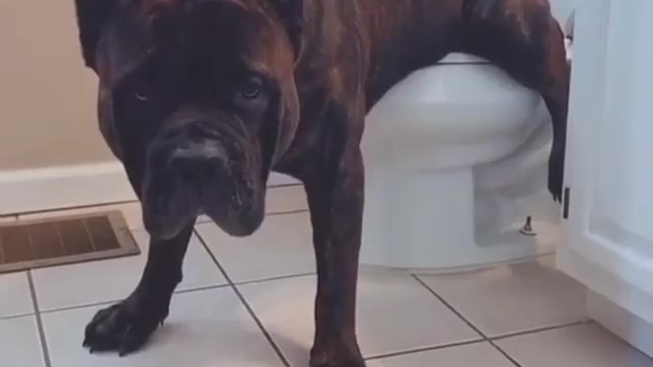 Ever seen a dog use a @keithallenvanke#Repost @_leothecanecorso_