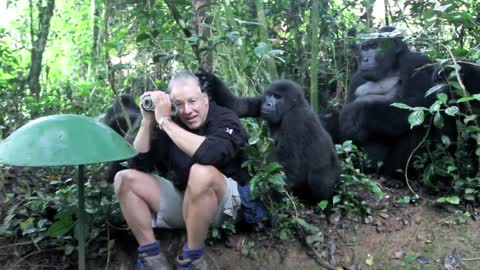 Wild Mountain Gorilla Touched