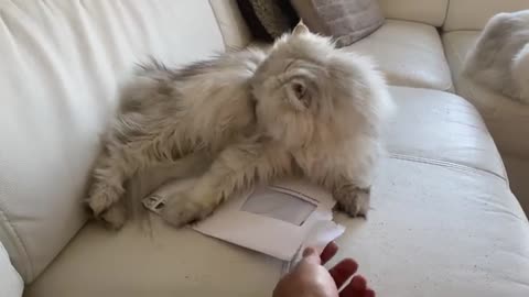 Persian cat