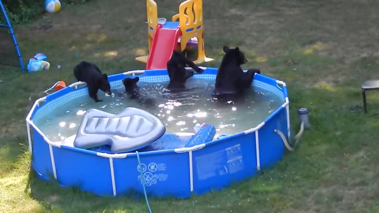 A bear family takes a dip in our pool - Part II
