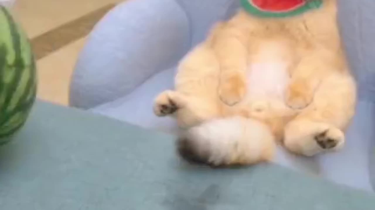 A Showcase of the Most Adorable Cat Moments"