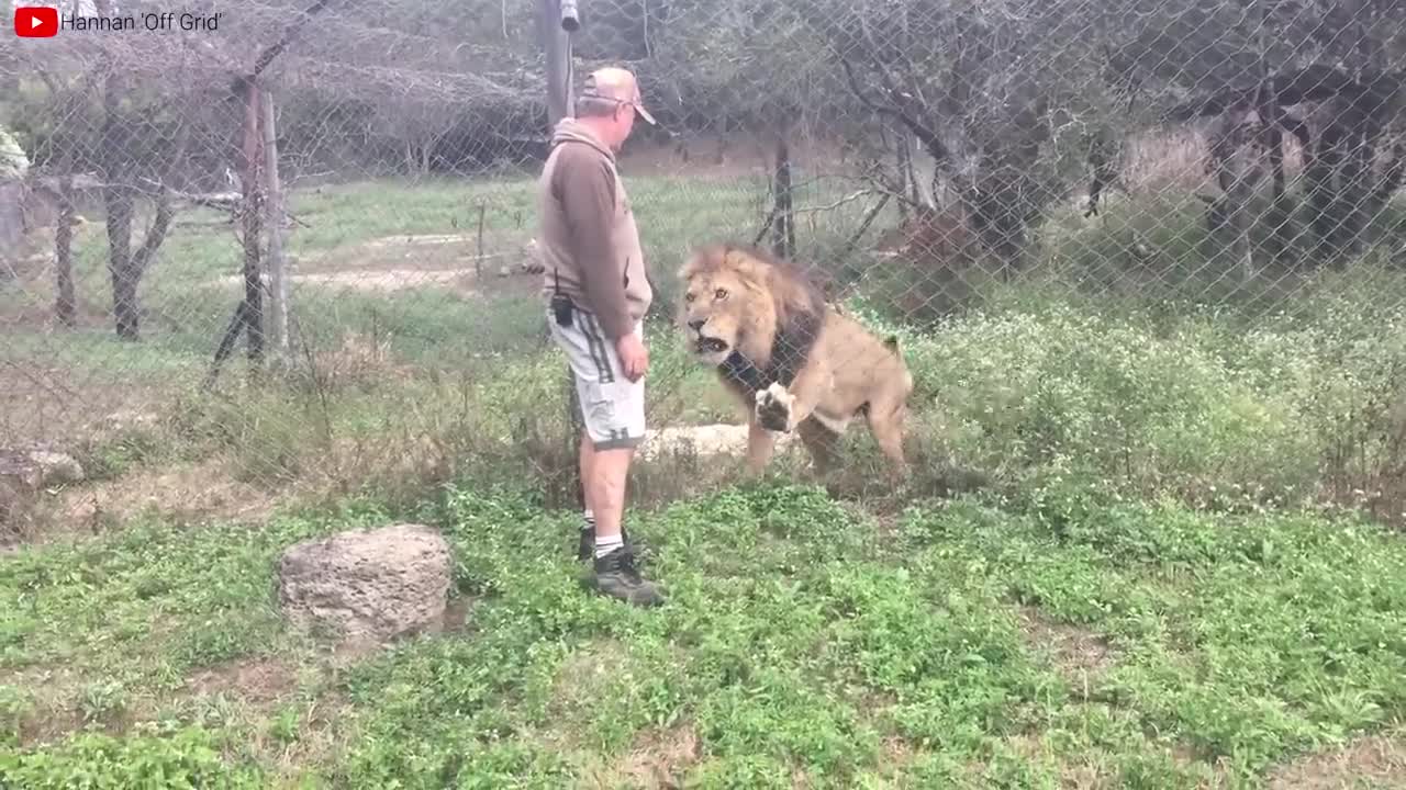 Lion VS Tiger Real Fight - Tough Creatures [Ep. 4]