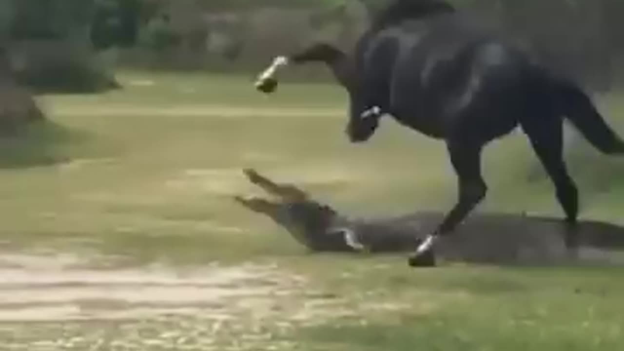 How a horse saved itself from Crocodile 🐊