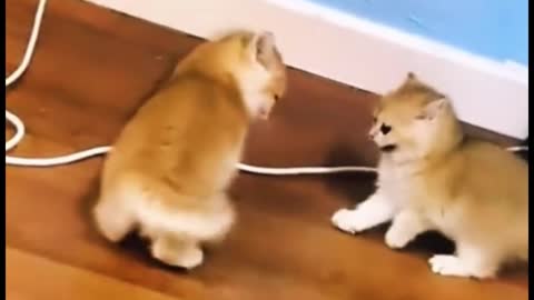 Two kittens are fighting. They look so cute