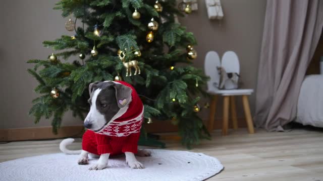 Trained pedigree retriever in festive red sweater catches