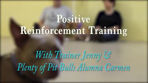 Positive Reinforcement Dog Training