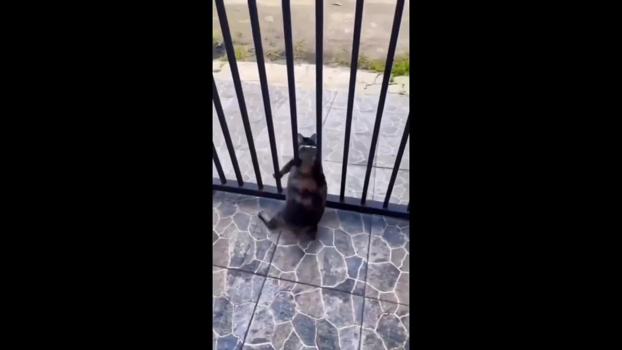 cute animals very entertaining