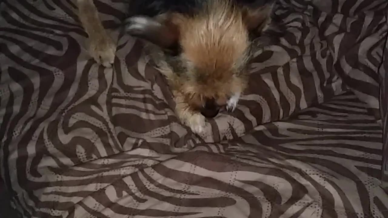 Terrier Gets Mouth Full of Frog Pee