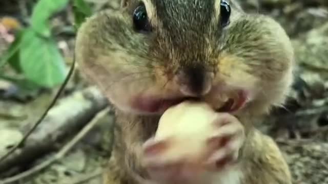 SpongeBob would like to go to the buffet with you