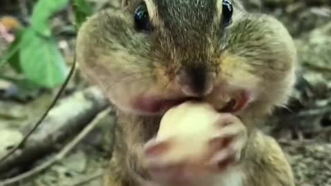 SpongeBob would like to go to the buffet with you