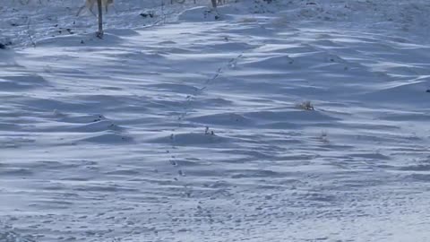 Massive Antelope Herd Crosses Road in Wyoming