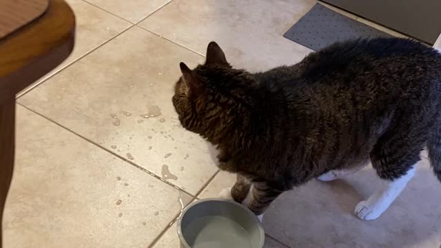 Rocky and the water bowl