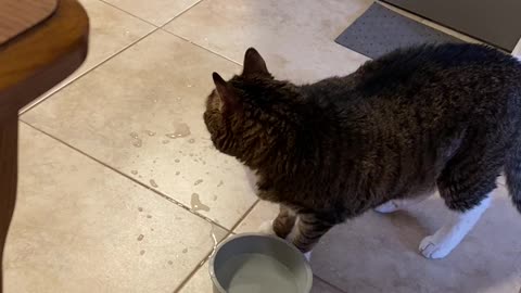 Rocky and the water bowl