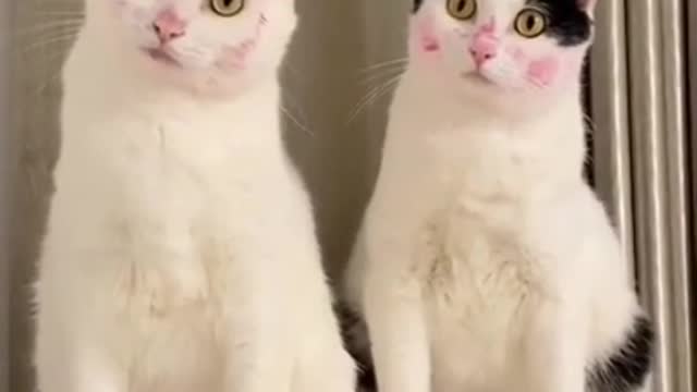 cute cats 😍#shorts #cutecat