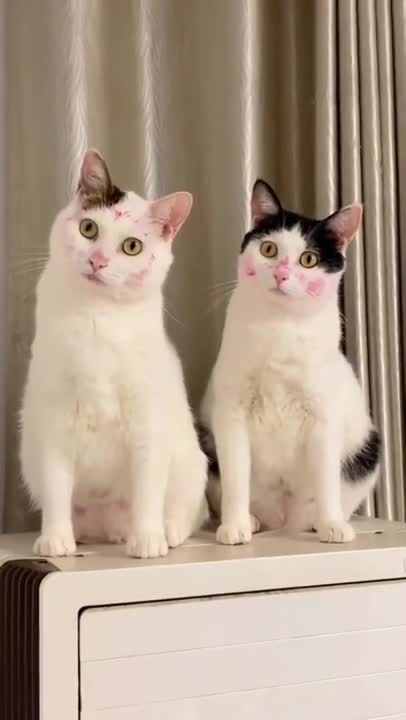 cute cats 😍#shorts #cutecat