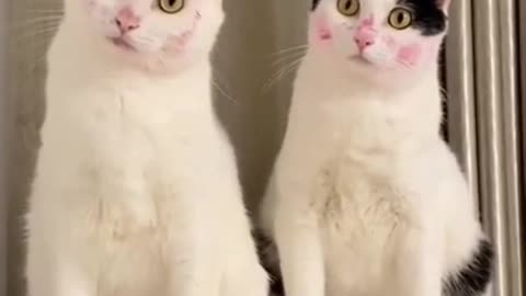 cute cats 😍#shorts #cutecat