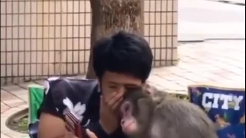 I can't Stop Watching This Funny Video || Monkey and a Guy Gossiping😂