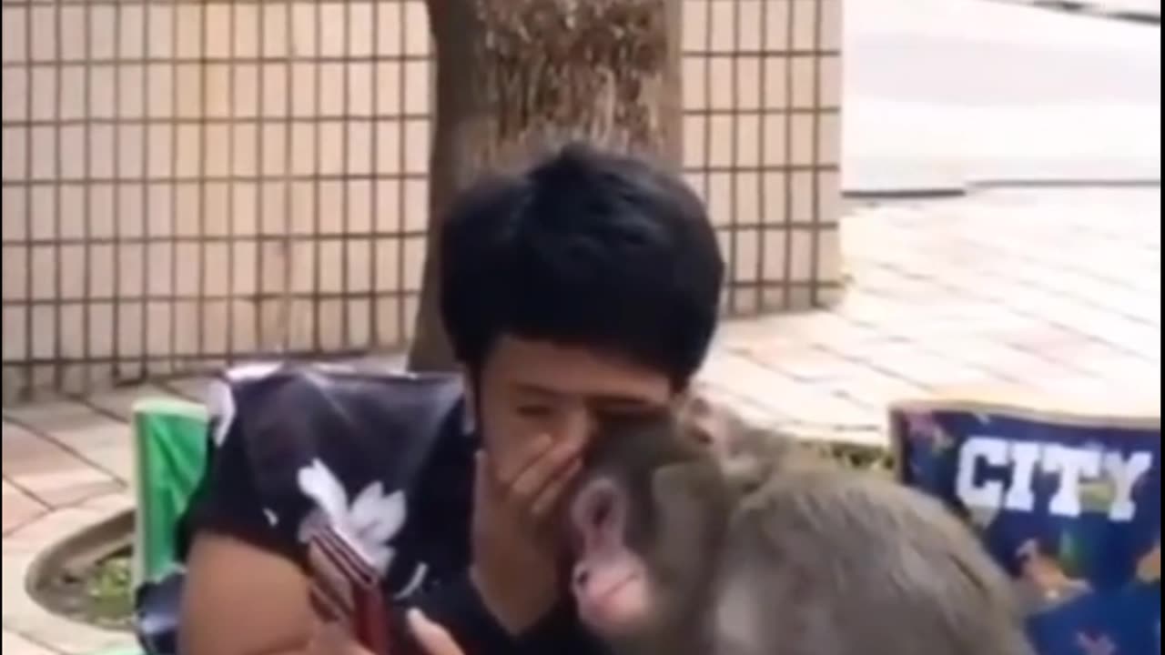 I can't Stop Watching This Funny Video || Monkey and a Guy Gossiping😂