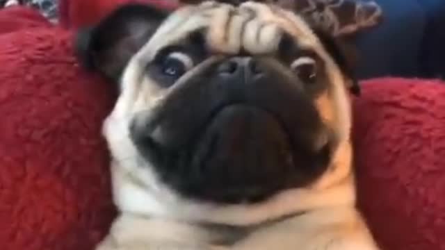 You can't control your laugh after watching this video/funny dog playing video