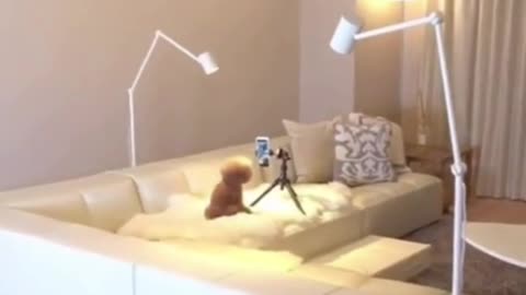 cutest dancing dog on the internet #Shorts