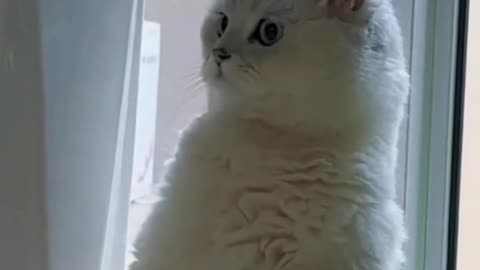 Cute and funny cat video.