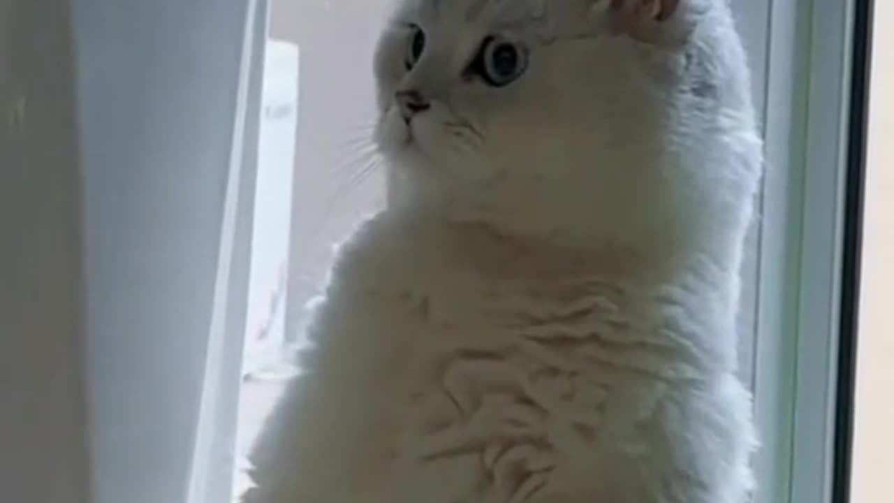 Cute and funny cat video.