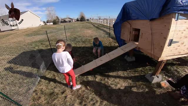 18-Month-Old Sees Chickens for First Time, Chicken Flies Towards Camden