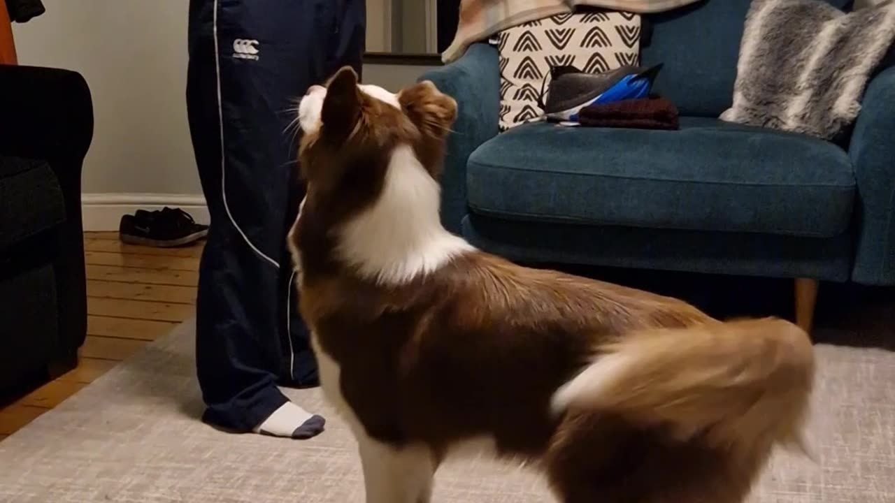 Barkour!