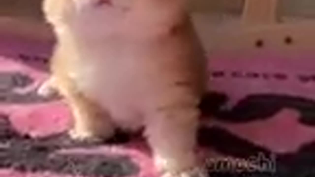 Hilarious And Lovely Kitten Moments! Enjoy…