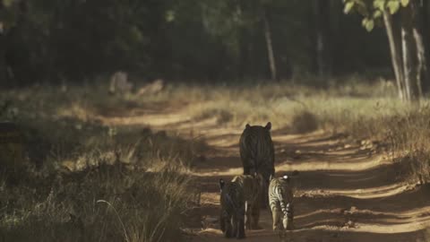 Tadoba Thriller Tigers