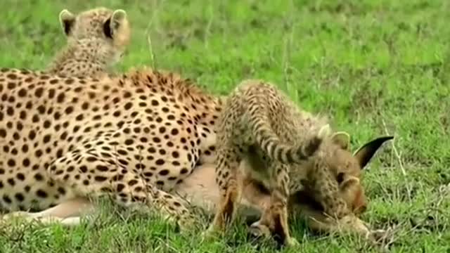 Cheetah cubs learn to hunt
