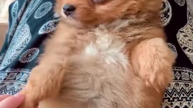 This bad dog is tearing down the house